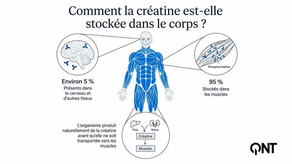 Infographie de l'article montrant où la créatine est stockée dans le corps : environ 95 % dans les muscles, environ 5 % dans le cerveau et d'autres tissus